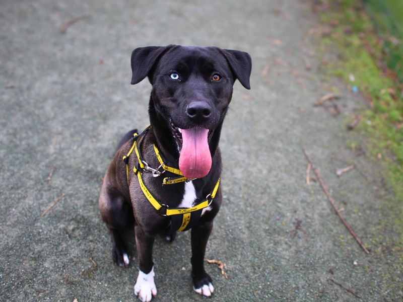 Dixie | Retriever (Labrador) Cross | Manchester - 1