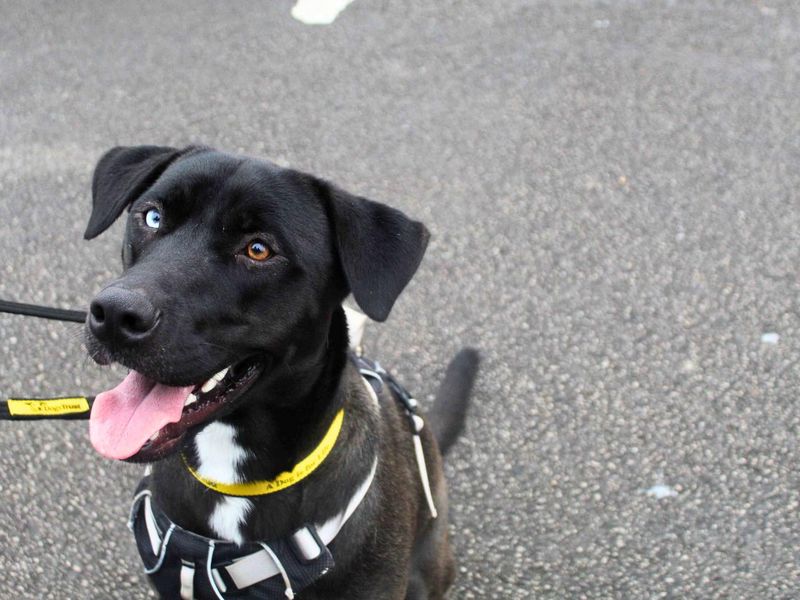 Dixie | Retriever (Labrador) Cross | Manchester - 1