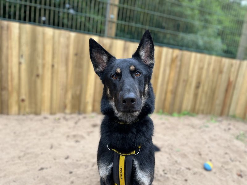 German Shepherd for adoption in Ilfracombe, North Devon – 2 years old - Image 3 of 5