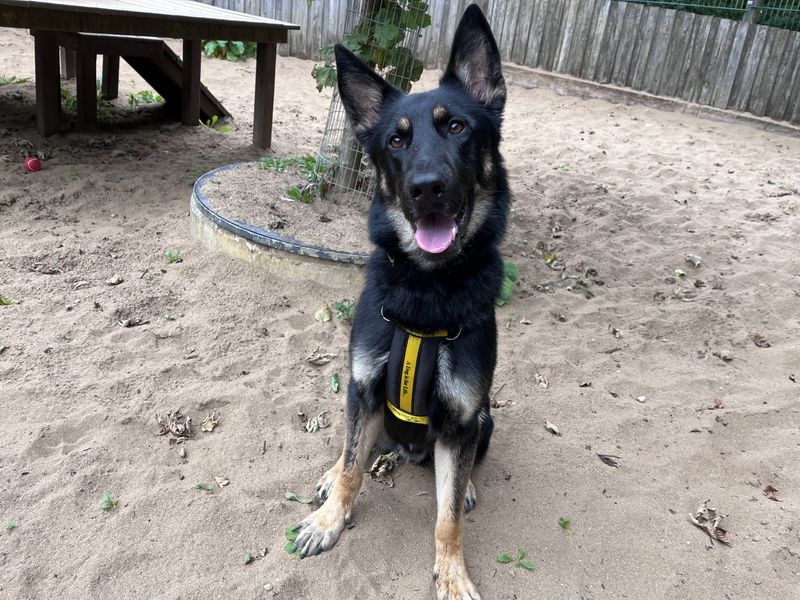 German Shepherd for adoption in Ilfracombe, North Devon – 2 years old - Image 2 of 5