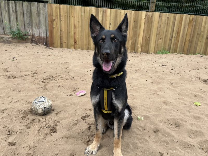 German Shepherd for adoption in Ilfracombe, North Devon – 2 years old