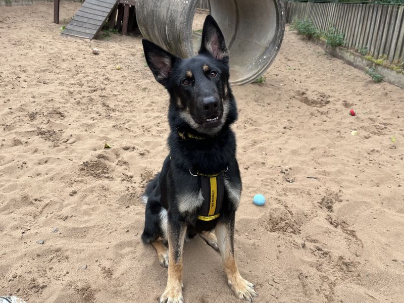 German Shepherd for adoption in Ilfracombe, North Devon – 2 years old - Image 4 of 5