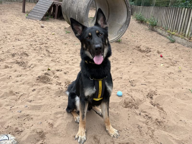 German Shepherd for adoption in Ilfracombe, North Devon – 2 years old - Image 5 of 5
