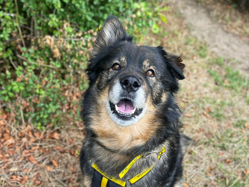 Millie | German Shepherd Dog Cross | Basildon (Essex) - 3
