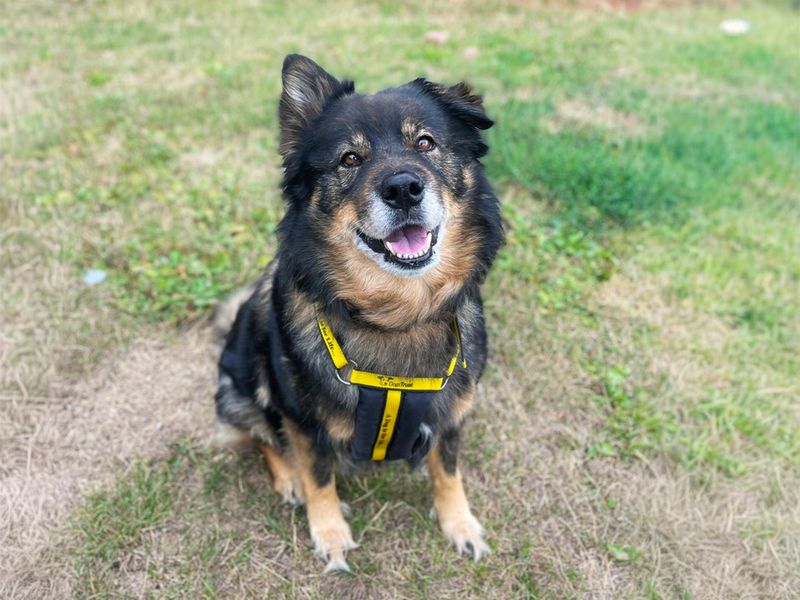 Millie | German Shepherd Dog Cross | Basildon (Essex) - 2