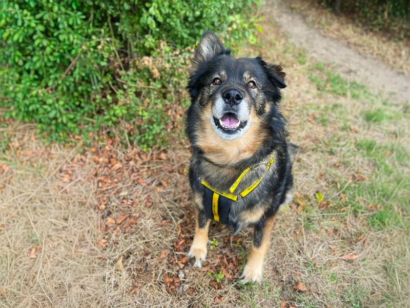 Millie | German Shepherd Dog Cross | Basildon (Essex) - 4