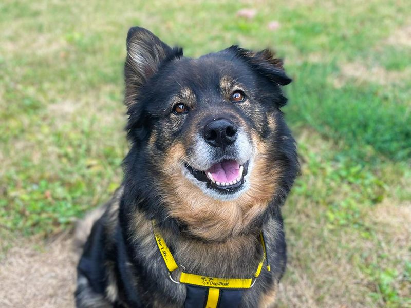 Millie | German Shepherd Dog Cross | Basildon (Essex) - 1