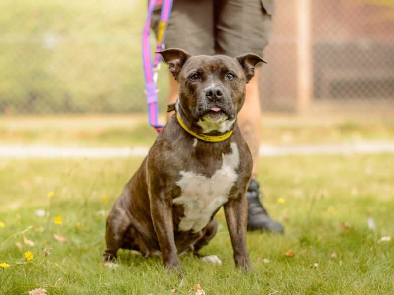 Staffordshire Bull Terrier for adoption in Kenilworth, Warks – 6 years old