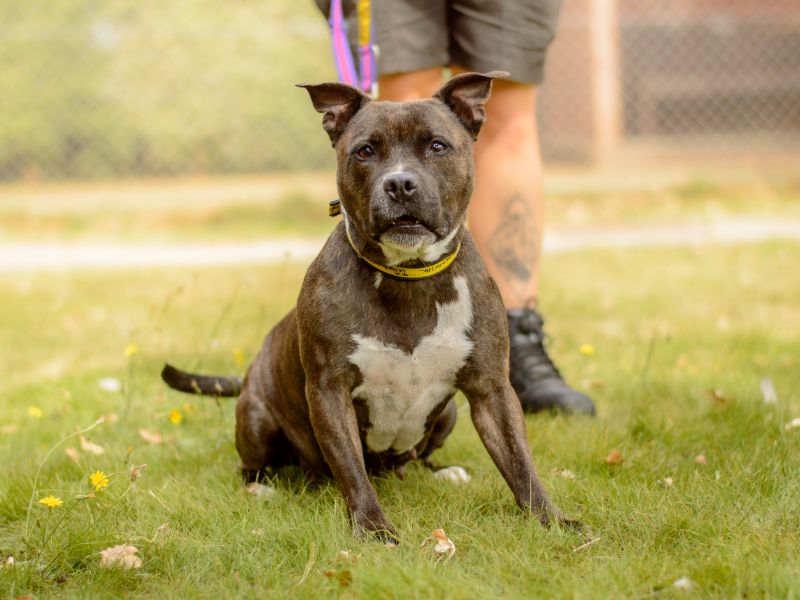 Staffordshire Bull Terrier for adoption in Kenilworth, Warks – 6 years old - Image 3 of 4