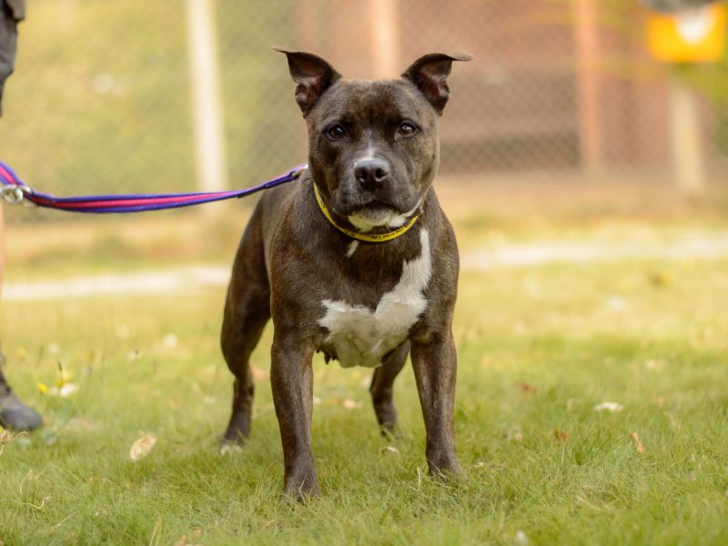 Staffordshire Bull Terrier for adoption in Kenilworth, Warks – 6 years old - Image 4 of 4