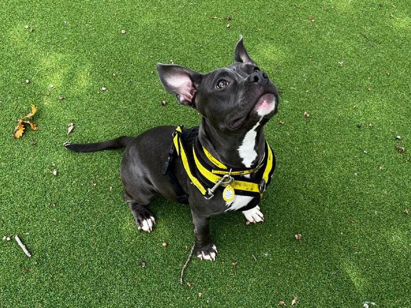 Staffordshire Bull Terrier for adoption in Chestfield, Kent – 1 year old - Image 2 of 6