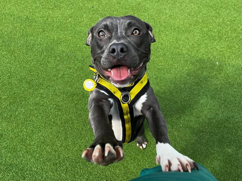 Staffordshire Bull Terrier for adoption in Chestfield, Kent – 1 year old - Image 6 of 6