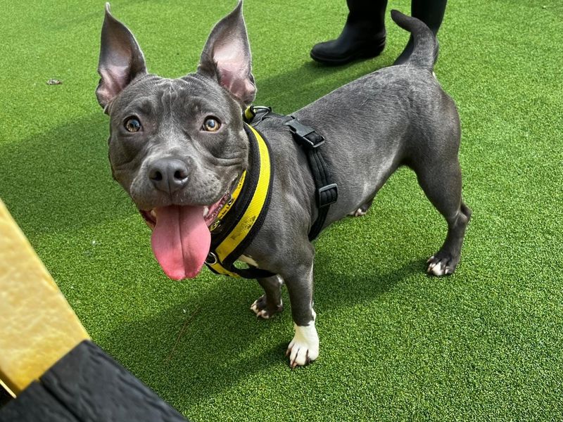 Staffordshire Bull Terrier for adoption in Chestfield, Kent – 1 year old