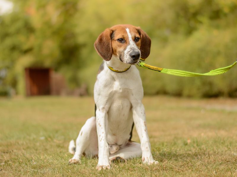 Beagle for adoption in Kenilworth, Warks – 1 year old - Image 3 of 4