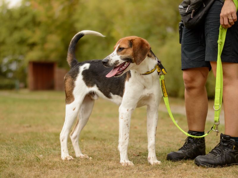 Beagle for adoption in Kenilworth, Warks – 1 year old - Image 4 of 4