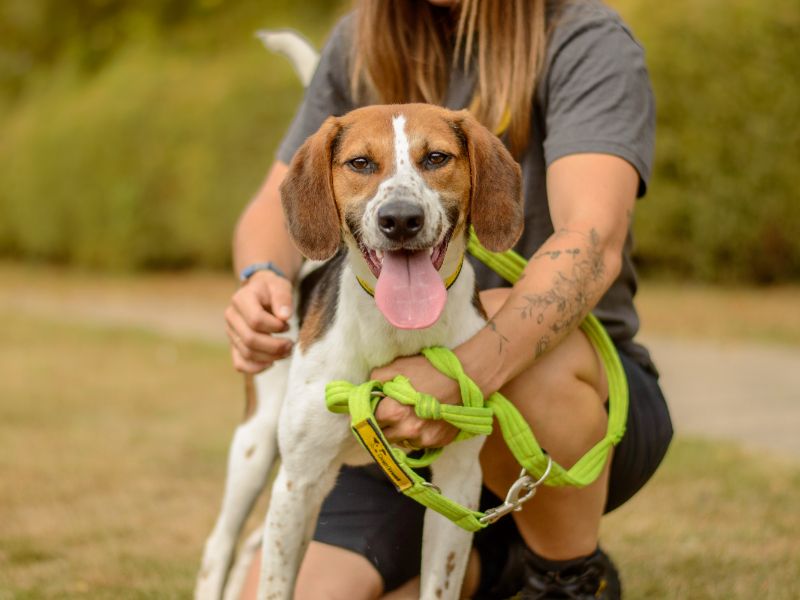 Beagle for adoption in Kenilworth, Warks – 1 year old - Image 2 of 4