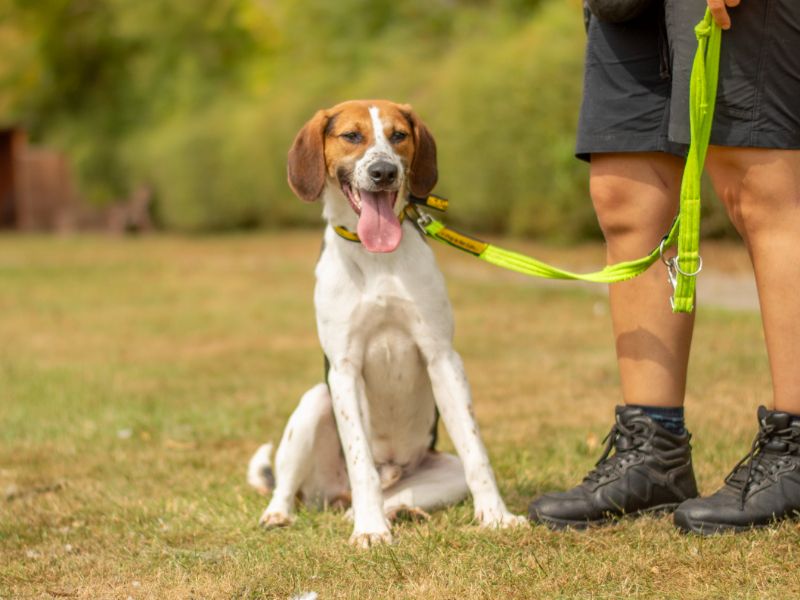Beagle for adoption in Kenilworth, Warks – 1 year old