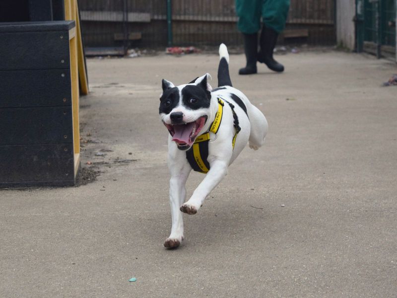 Staffordshire Bull Terrier for adoption in Uxbridge, London – 1 year old
