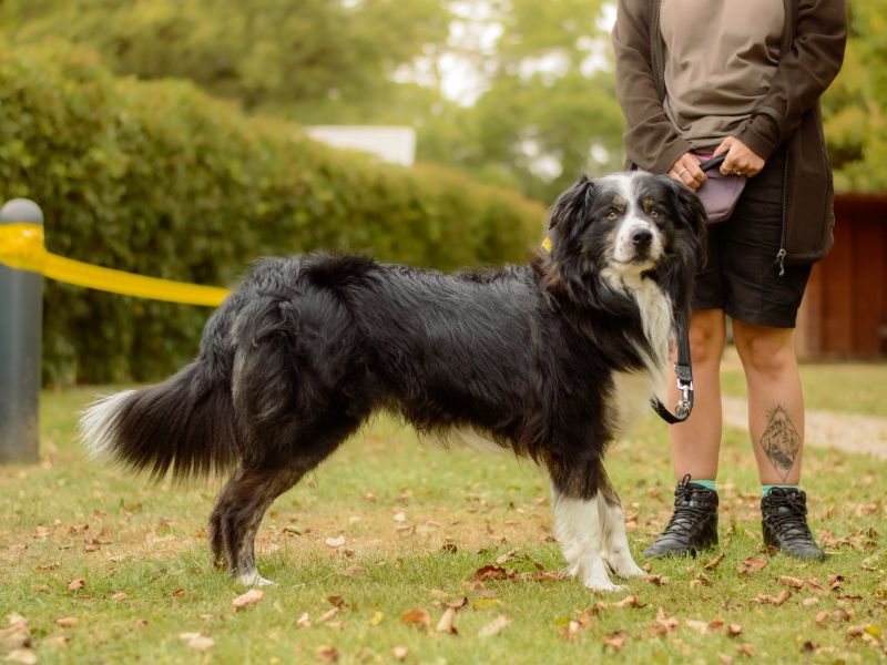 Border Collie for adoption in Kenilworth, Warks – 3 years old