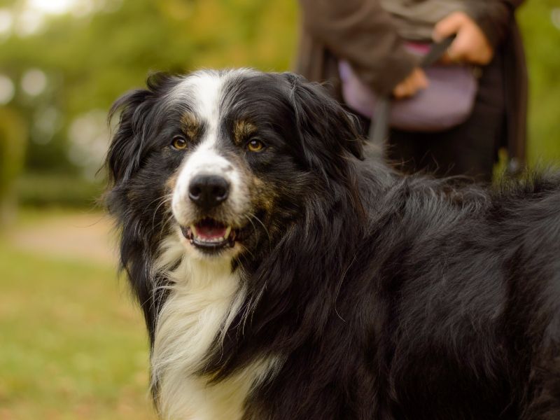 Border Collie for adoption in Kenilworth, Warks – 3 years old - Image 4 of 4