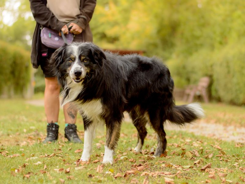 Border Collie for adoption in Kenilworth, Warks – 3 years old - Image 2 of 4