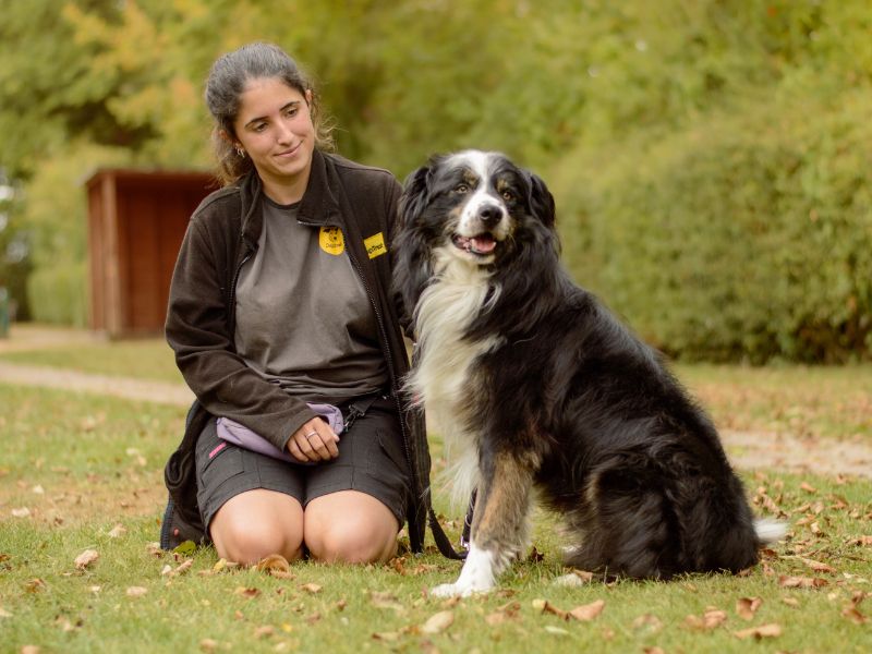 Border Collie for adoption in Kenilworth, Warks – 3 years old - Image 3 of 4