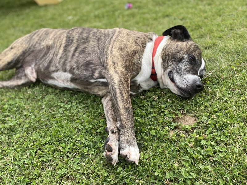 Staffordshire Bull Terrier for adoption in Cardiff – 11 years old - Image 4 of 6