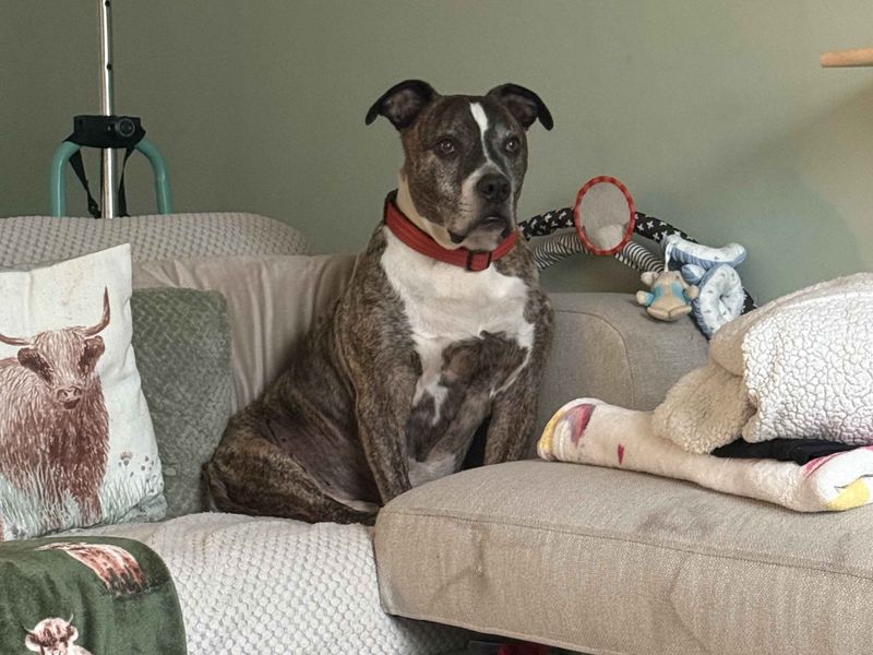 Staffordshire Bull Terrier for adoption in Cardiff – 11 years old - Image 5 of 6