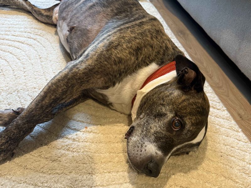 Staffordshire Bull Terrier for adoption in Cardiff – 11 years old - Image 2 of 6