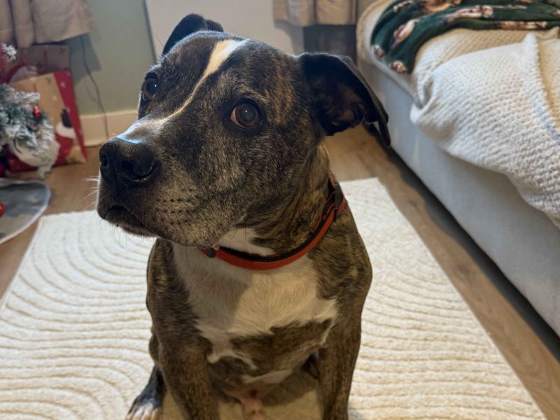 Staffordshire Bull Terrier for adoption in Cardiff – 11 years old - Image 3 of 6