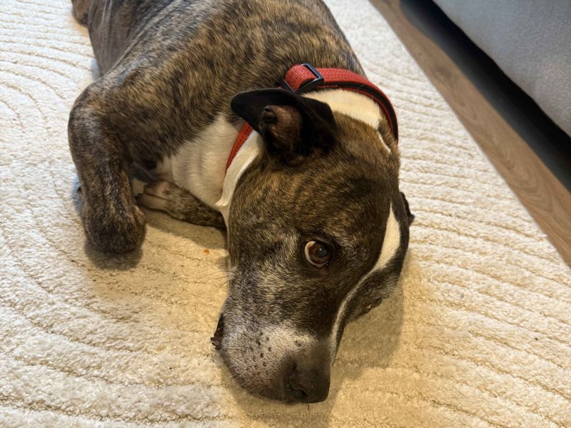 Staffordshire Bull Terrier for adoption in Cardiff, Glamorgan – 11 years old