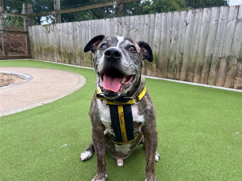 Murphy | Terrier (Staffordshire Bull) | Cardiff - 2