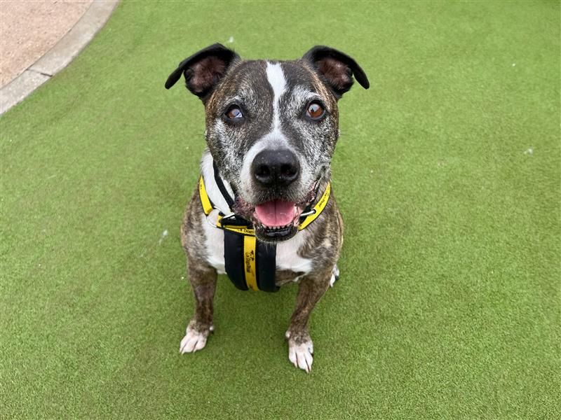 Murphy | Terrier (Staffordshire Bull) | Cardiff - 3