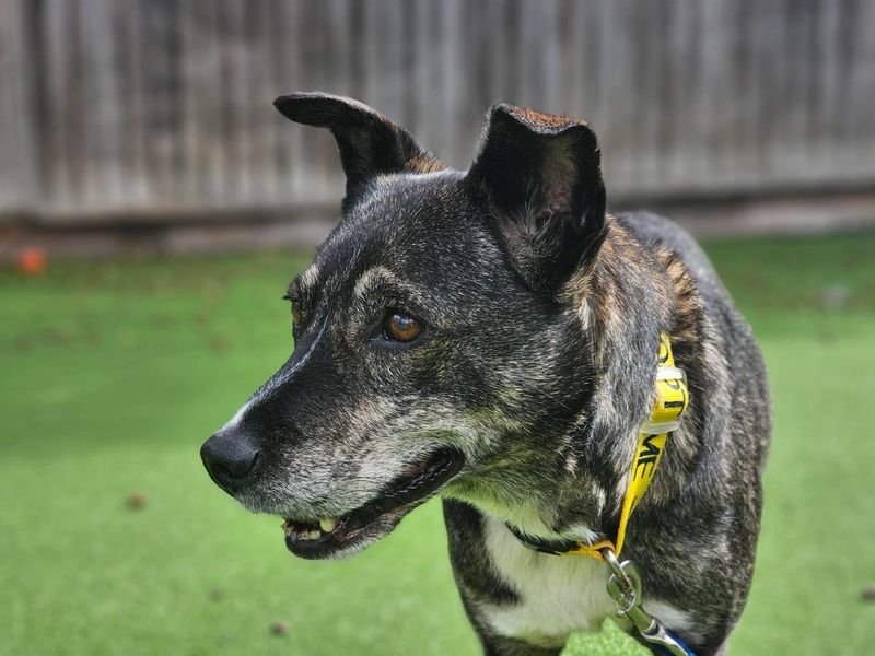 Princess | Crossbreed | Newbury (Berkshire) - 1