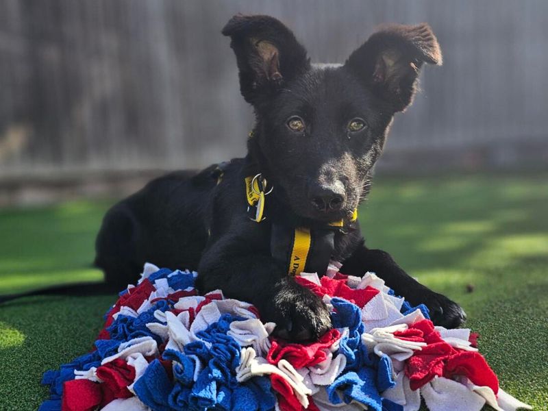 Sooty | Crossbreed | Newbury (Berkshire) - 1