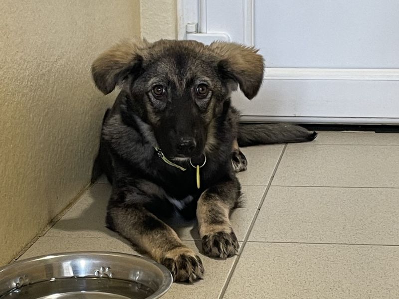 German Shepherd for adoption in Newbury, Berks – 5 months old - Image 2 of 4