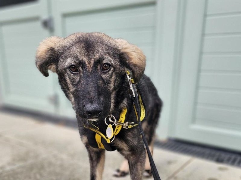 German Shepherd for adoption in Newbury, Berks – 5 months old - Image 3 of 4