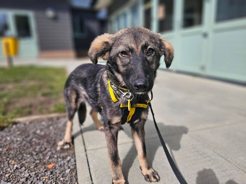 German Shepherd for adoption in Newbury, Berks – 5 months old - Image 4 of 4