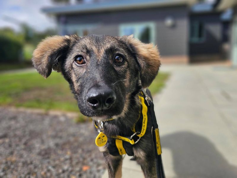 German Shepherd for adoption in Newbury, Berks – 5 months old