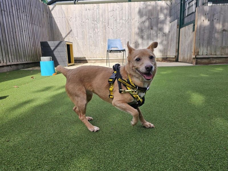 Jack Russell Terrier for adoption in Newbury, Berks – 7 years old - Image 2 of 4
