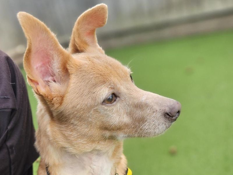 Jack Russell Terrier for adoption in Newbury, Berks – 7 years old
