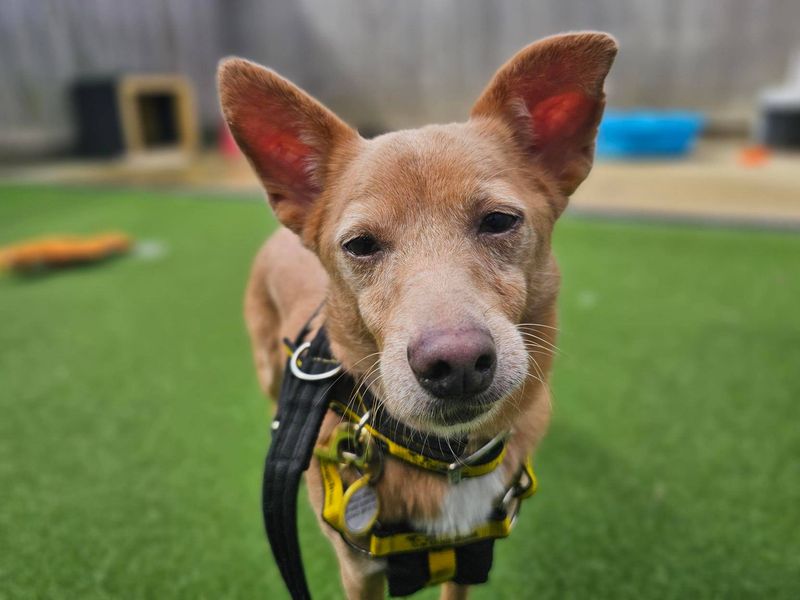 Jack Russell Terrier for adoption in Newbury, Berks – 7 years old - Image 3 of 4