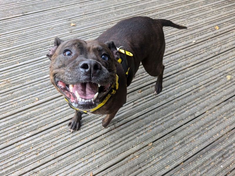 Staffordshire Bull Terrier for adoption in West Calder, West Lothian – 8 years old