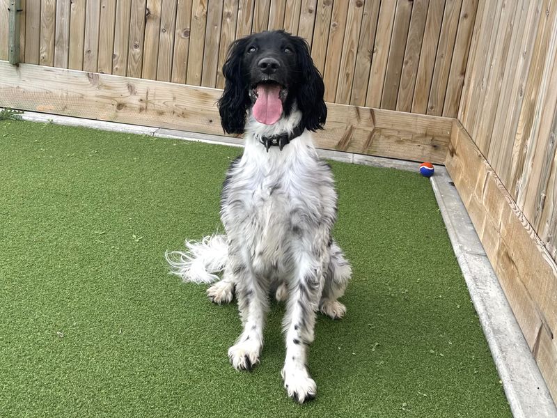 Springer Spaniel for adoption in Ballymena, Co Antrim – 7 years old
