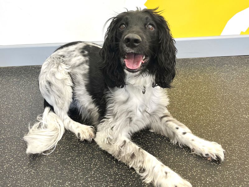 Springer Spaniel for adoption in Ballymena, Co Antrim – 7 years old - Image 2 of 2