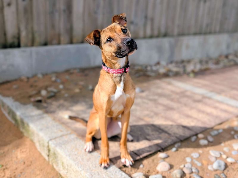 English Bulldog for adoption in Cardiff, Glamorgan – 10 months old - Image 4 of 6