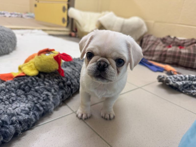 Pie | Pug | Basildon (Essex) - 1
