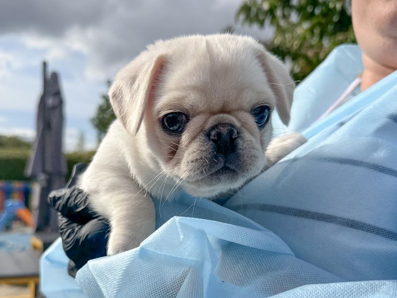 Pip | Pug | Basildon (Essex) - 1