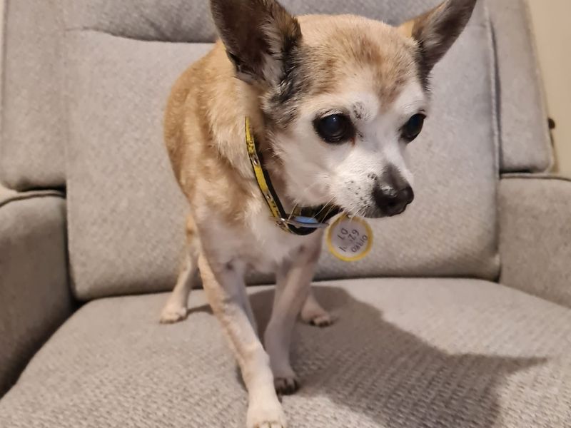 Chihuahua for adoption in Newton Tony, Wiltshire – 18 years old