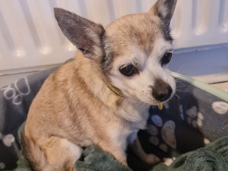 Chihuahua for adoption in Newton Tony, Wiltshire – 18 years old - Image 2 of 2